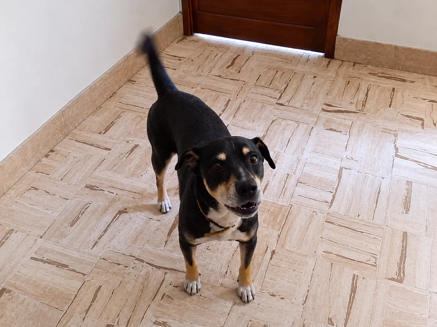 Lumpi - found pet