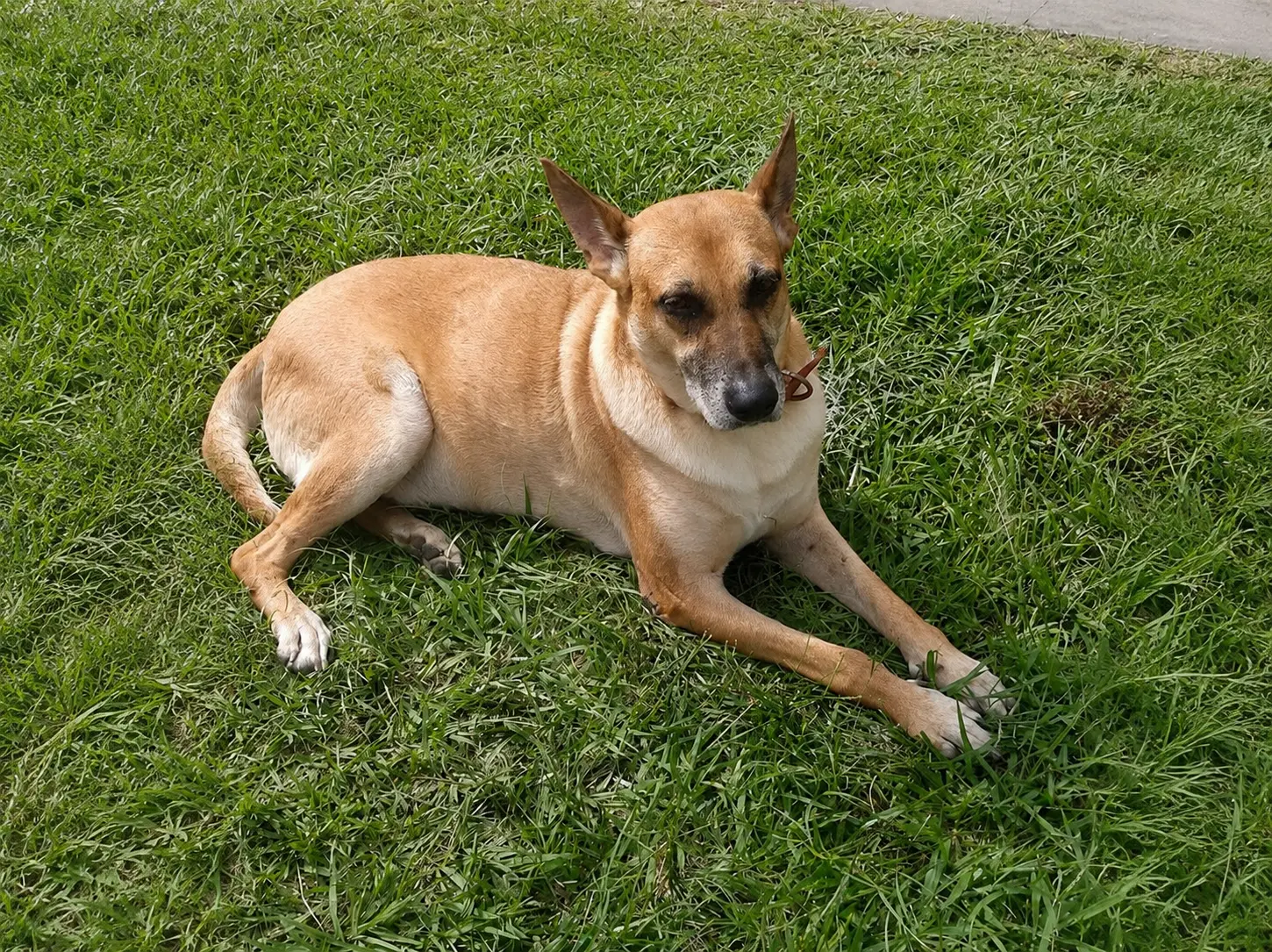 Luna - lost pet