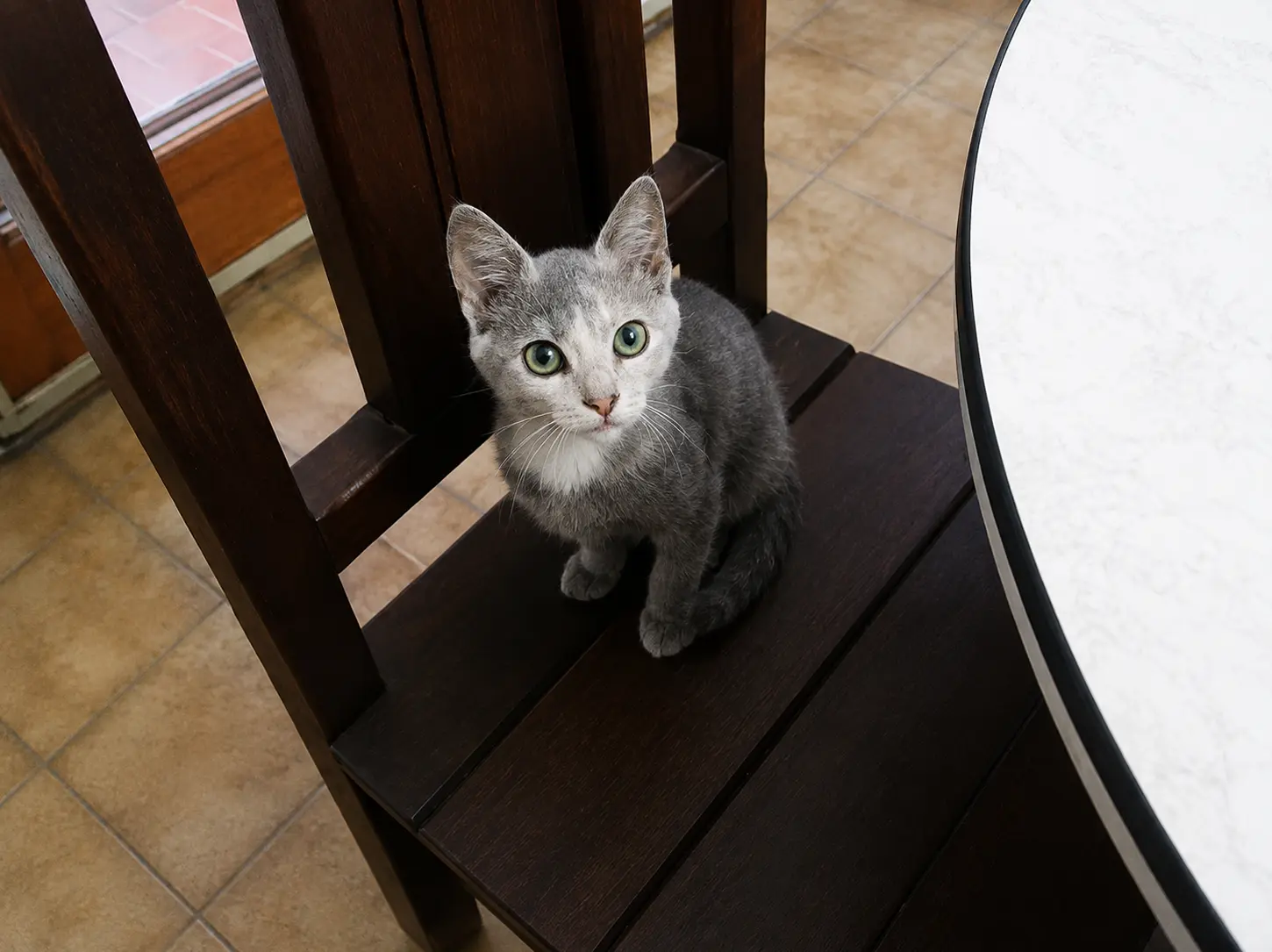 Milo - found pet