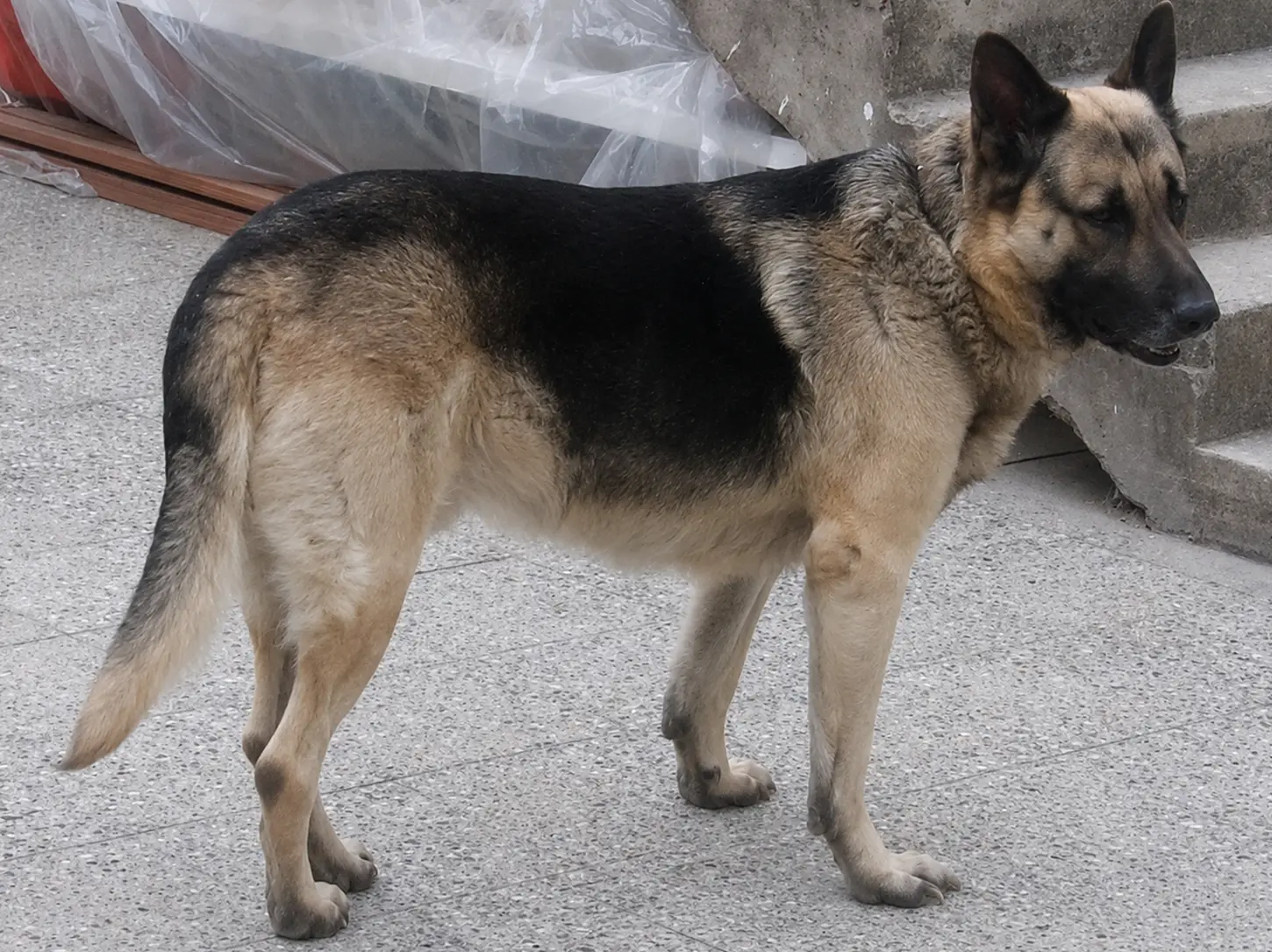 Moro - lost pet
